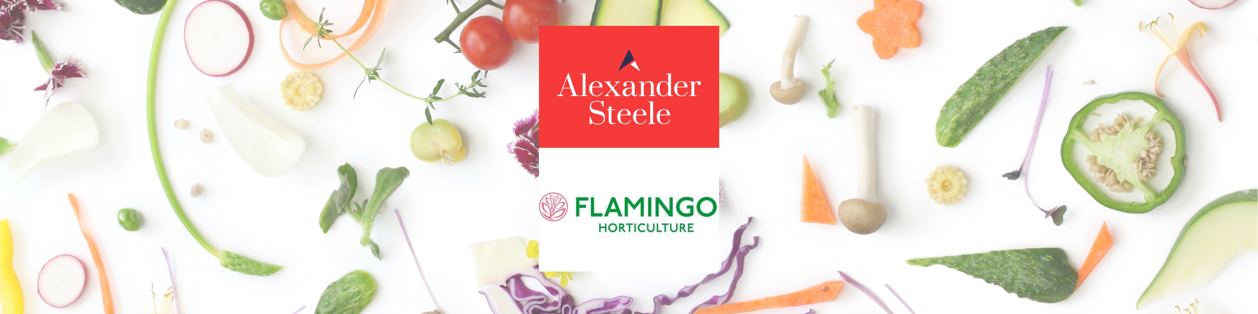 Fresh produce operations at Flamingo International – Head of Operations recruitment case study